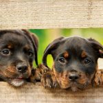 Evaluasi Pelayanan Imigrasi Bengkulu Selatan Menuju Standar Internasional